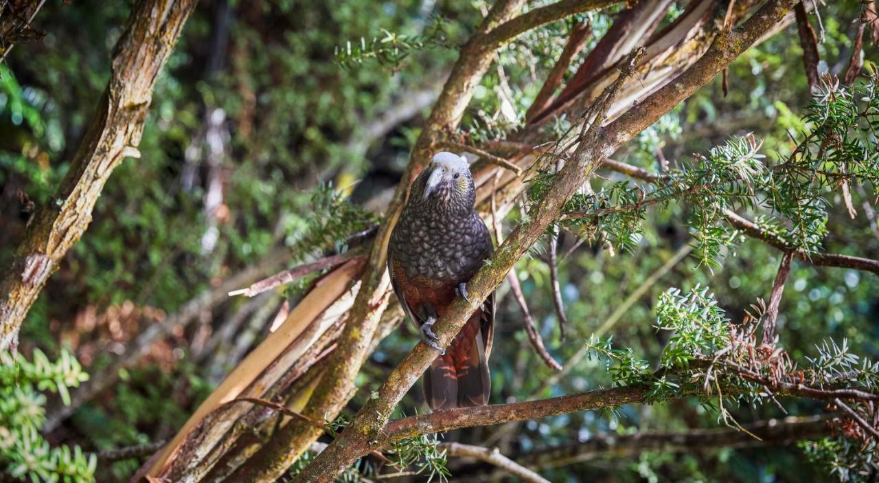 Kaka Retreat Motel, Stewart Island Half-moon Bay Ngoại thất bức ảnh